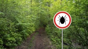 understanding-the-three-bs-borrelia-bartonella-and-babesia