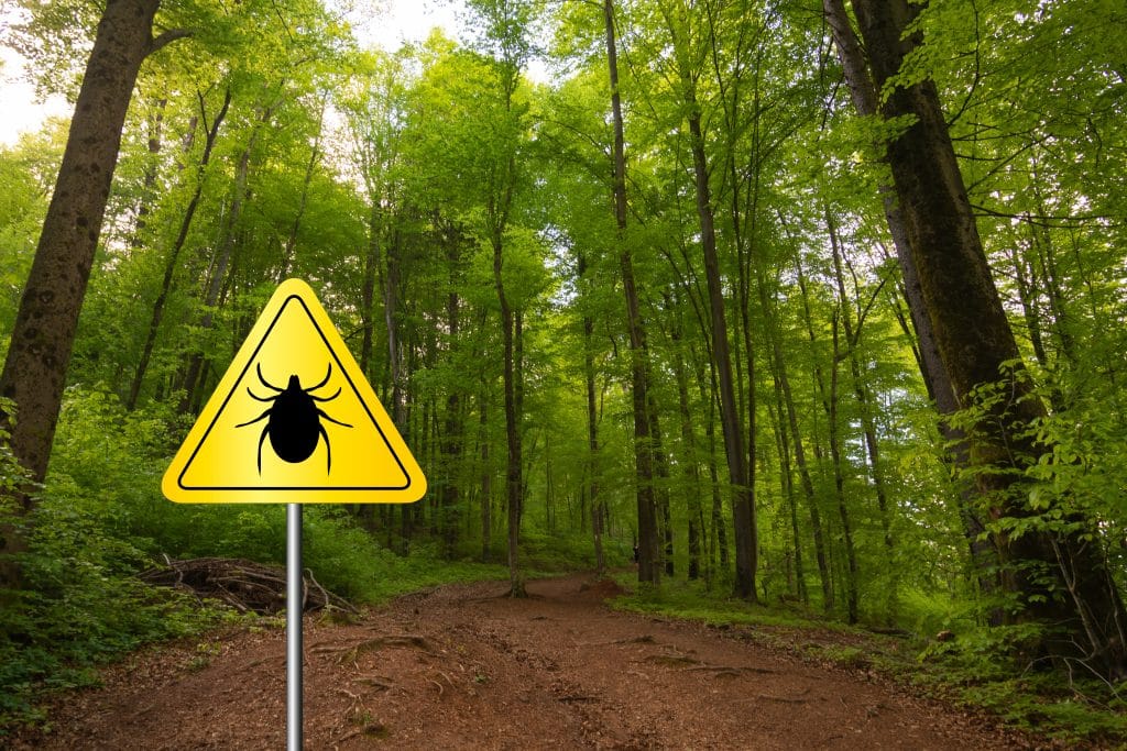 babesiosis-and-lyme-disease-understanding-this-tick-borne-coinfection